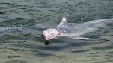 Dauphins géniaux et hyènes affamées