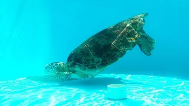 Renards rusés et araignées collantes