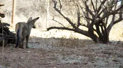 Sur TLC à 21h50 : Les superpouvoirs des animaux