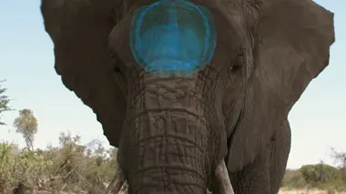 Chiens médecins et animaux architectes