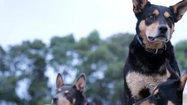 L'heure selon les chiens et bonds de kangourou