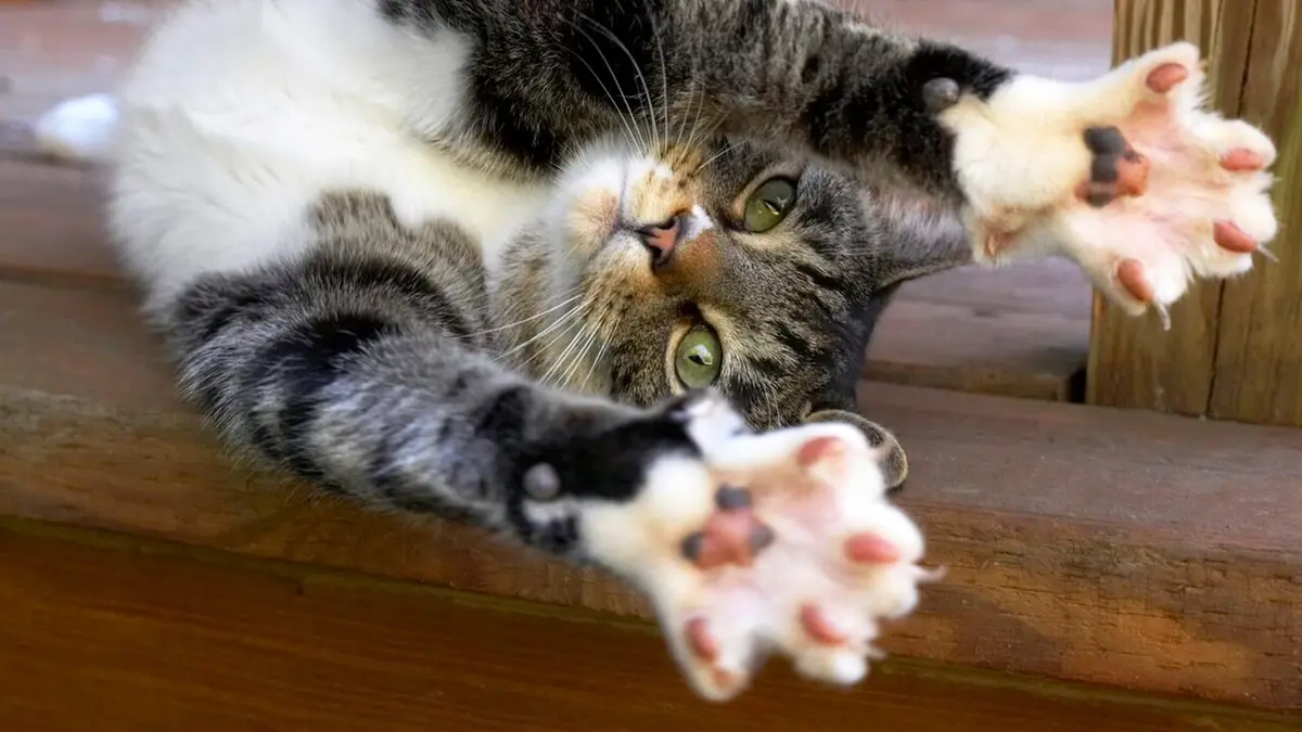 Les superpouvoirs des animaux Chats acrobates et ailes de papillons