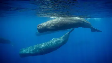 Rhinos câlins et truffes bizarres