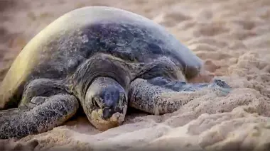 Chiens qui aboient et buffets de paresseux