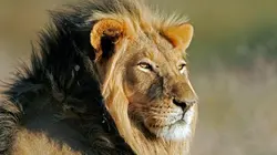 Visuel de Les superpouvoirs des animaux