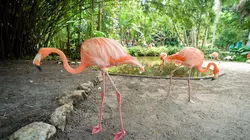 Les superpouvoirs des animaux Lézard contre buffle