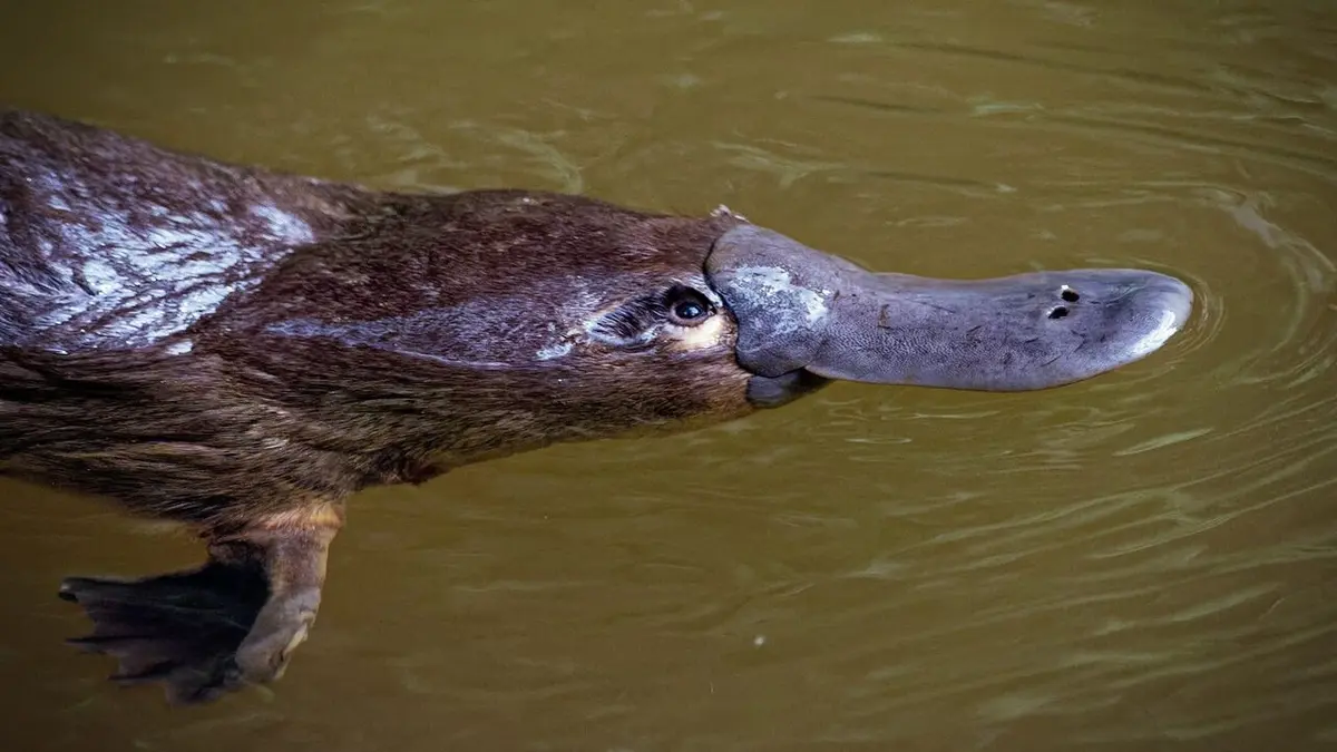 Les superpouvoirs des animaux Voilà un poisson malin