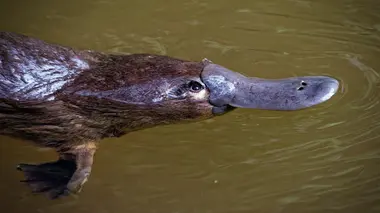 Voilà un poisson malin