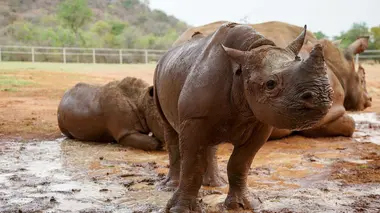 Morsures et poissons-snipers