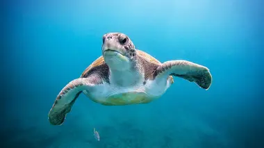 Les chiens peuvent-ils se sentir coupables ?