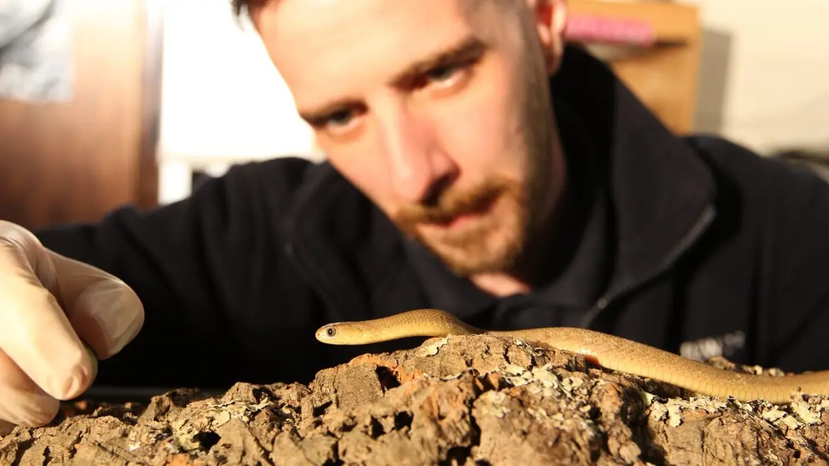 Les superpouvoirs des animaux Les yeux plus gros que le ventre