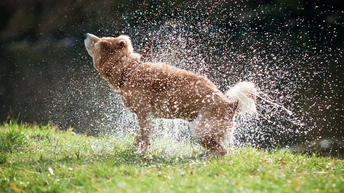Les superpouvoirs des animaux Arachnides dansants
