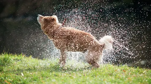 Les superpouvoirs des animaux Arachnides dansants