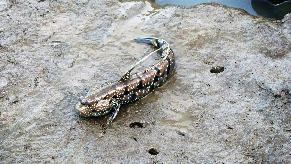 Les superpouvoirs des animaux Le secret d'une longue vie