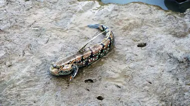 Le secret d'une longue vie