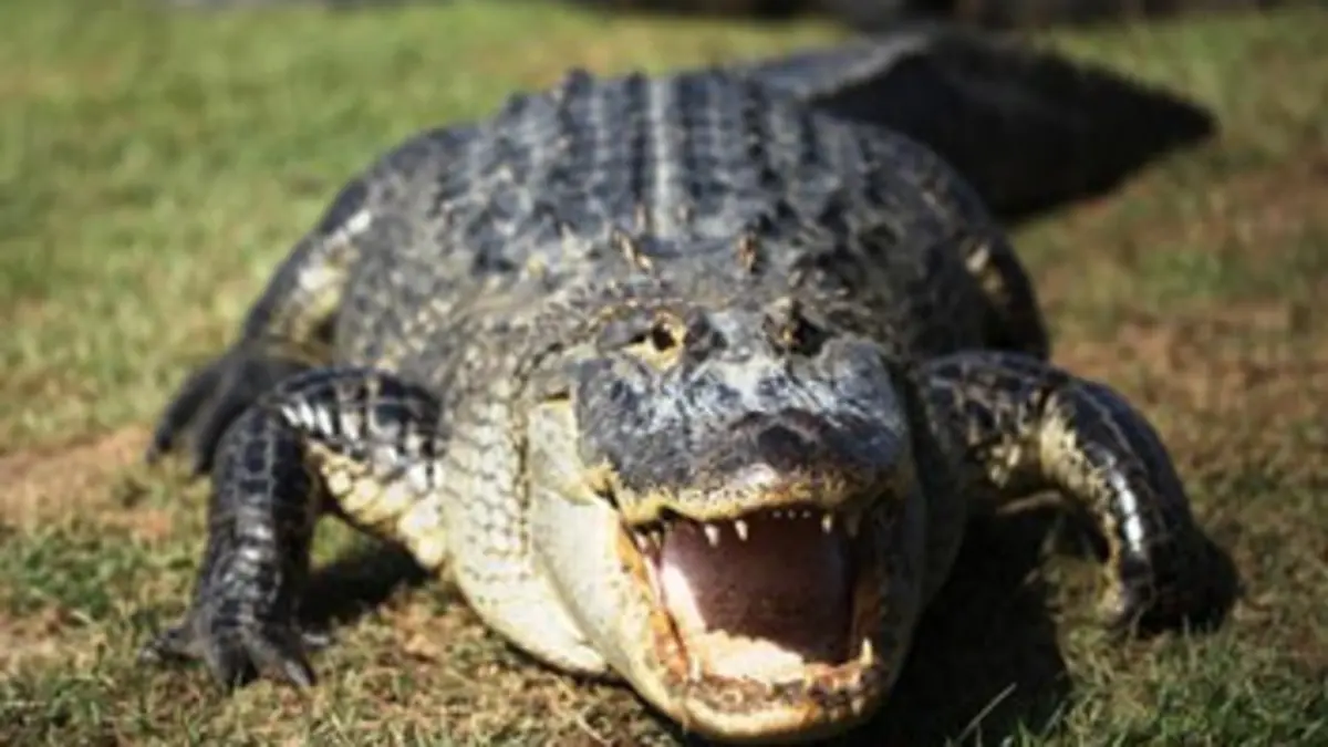 Les superpouvoirs des animaux E01 Tueurs d'exception