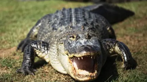 Les superpouvoirs des animaux E01 Tueurs d'exception