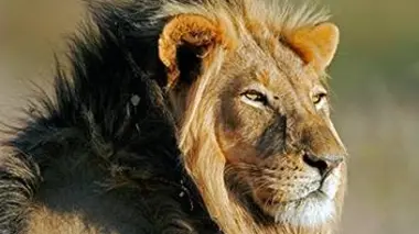 Les superpouvoirs des animaux