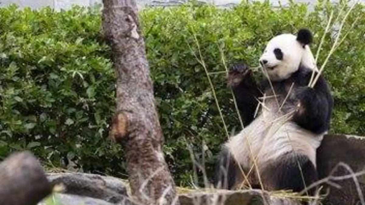 Les superpouvoirs des animaux S01E38