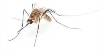 Les superpouvoirs des animaux