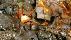 Les superpouvoirs des animaux S01E04 Les fourmis