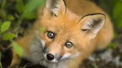 Les superpouvoirs des animaux S01E05 Les renards