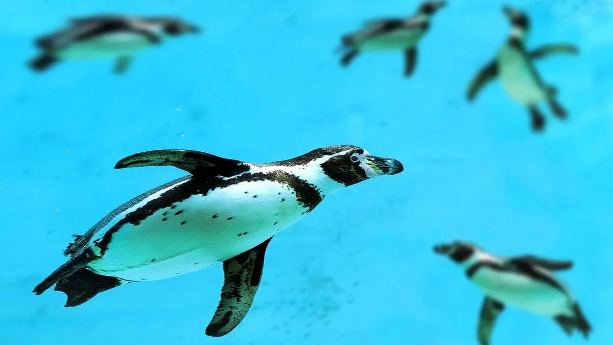 Les superpouvoirs des animaux S01E05 Les renards