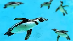 Les superpouvoirs des animaux S01E05 Les renards