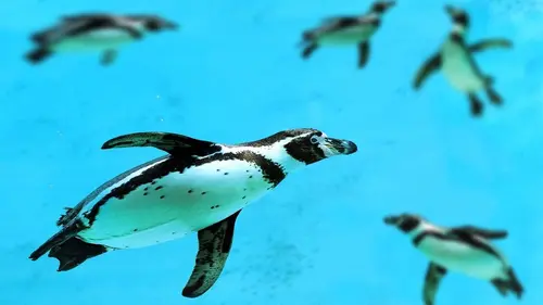 Les superpouvoirs des animaux S01E01 Les manchots