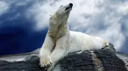 Les superpouvoirs des animaux S01E02 Les ours