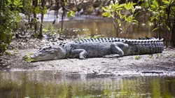 Les superpouvoirs des animaux S01E08 Les crocodiles