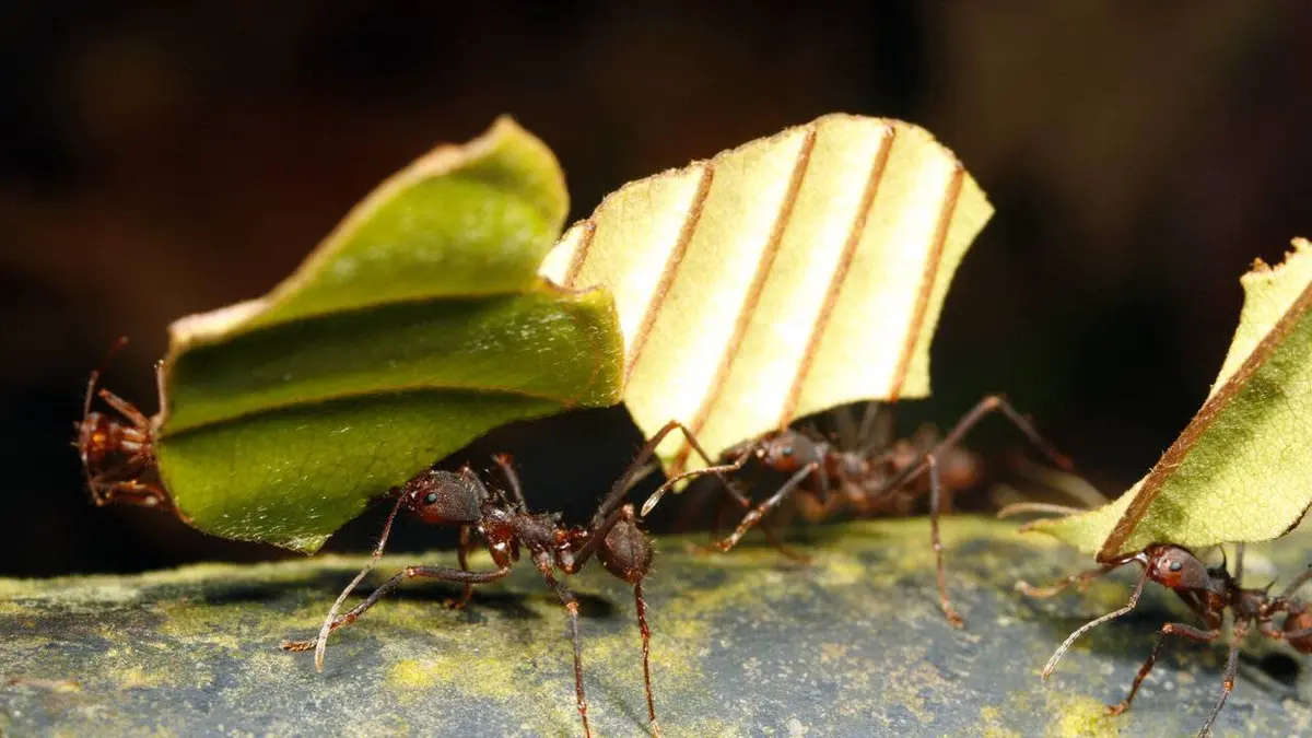 Les superpouvoirs des animaux S01E04 Les fourmis
