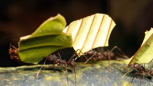 Les superpouvoirs des animaux S01E04 Les fourmis