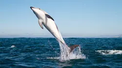 Les superpouvoirs des animaux  S01E09 Les dauphins