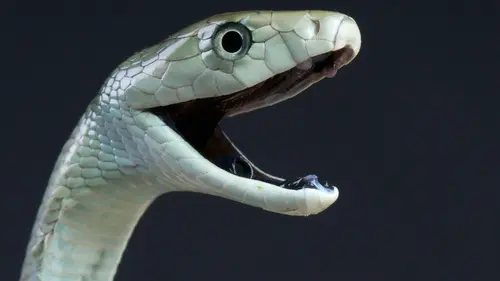 Les superpouvoirs des animaux S01E11 Les serpents