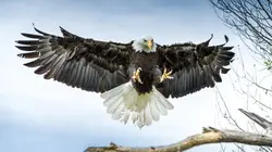 Les superpouvoirs des animaux