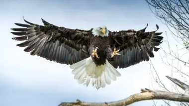 Les oiseaux de proie