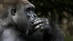 Les superpouvoirs des animaux  S01E07 Les grands singes