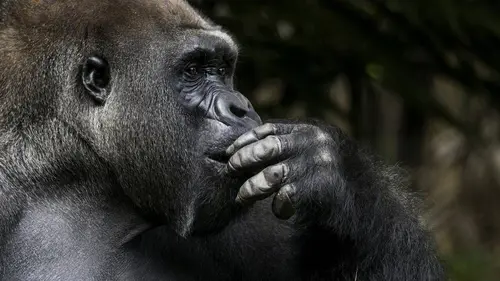 Les superpouvoirs des animaux S01E07 Les grands singes