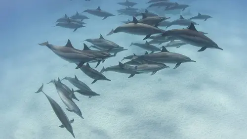 Les superpouvoirs des animaux S01E09 Les dauphins