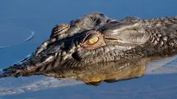 Les superpouvoirs des animaux S01E08 Les crocodiles