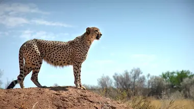 Les superpouvoirs des animaux