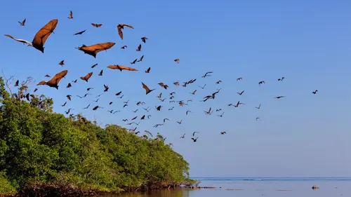 Les superpouvoirs des animaux S01E07 Les grands singes