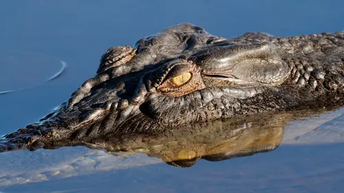 Casting Les superpouvoirs des animaux