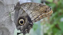 Les superpouvoirs des animaux Transformation secrète