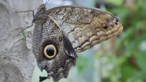 Les superpouvoirs des animaux Transformation secrète