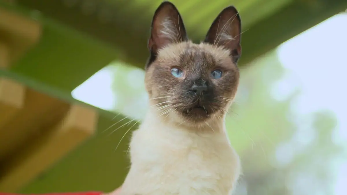 Les superpouvoirs des animaux Dîner mortel