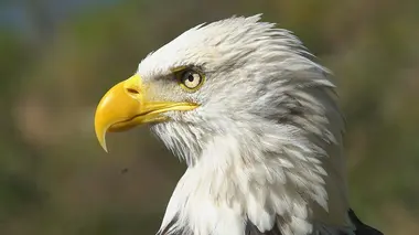 Pourquoi les aigles volent-ils si bien ?