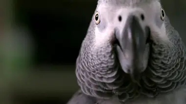 Les perroquets savent-ils pertinemment de quoi ils parlent ?