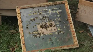 Lézards qui lévitent et méduses immortelles